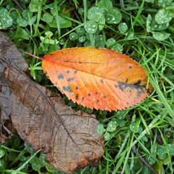 Herbstblatt orange