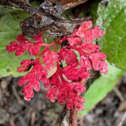 Herbstblatt rot