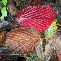 Zwei Herbstblätter rot und braun