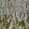 Baumrinde