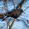 Amsel auf Esche