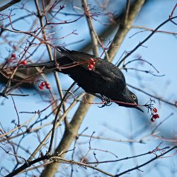 Amsel auf Esche