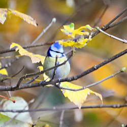 Blaumeise im Herbstwald