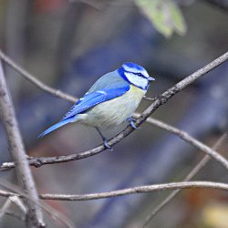 Blaumeise im Herbstwald