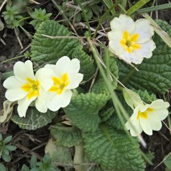 Blühende Schlüsselblumen