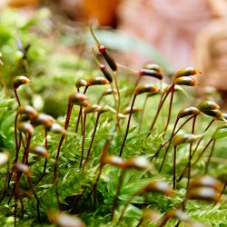 Moos mit Sporophyten