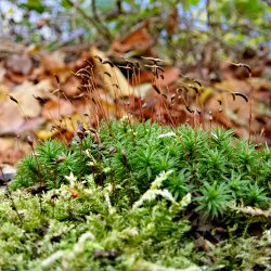 Moos im Wald