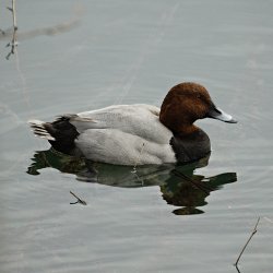 Tafelente Erpel im Wasser