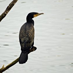 Kormoran auf Ast am See