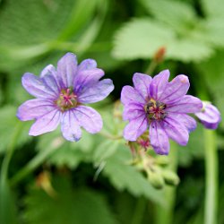 Lila Blumen