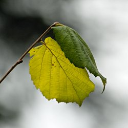 Ast einer Hasel mit gelbem und grünem Blatt
