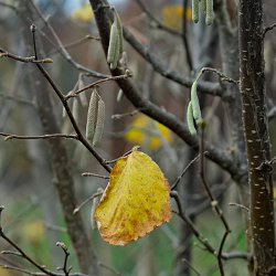 Hasel mit Herbstblatt, Blütenständen und Knospen