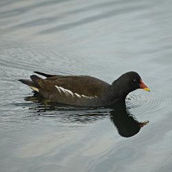 Schwimmendes Teichhuhn