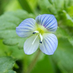 lila Blüte