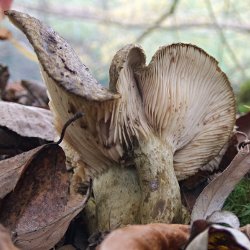 Pilz, der aussieht wie ein Engel