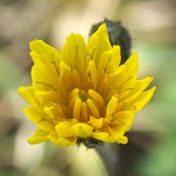 gelbe Blume