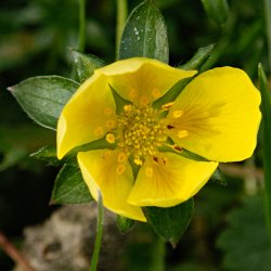 gelbe Blume