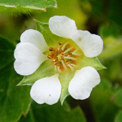 weisse Blume