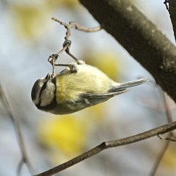 Blaumeise kopfüger an Ast hängend