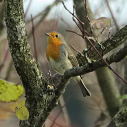 Rotkehlchen auf Baum