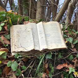 Buch auf dem Waldboden