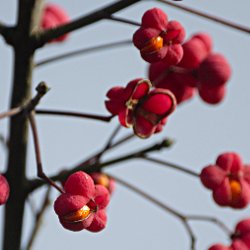 Pfaffenhütchen vor blaugrauem Himmel