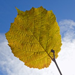 Gelbes Herbstblatt vor blauem Himmel mit weissen Wolken