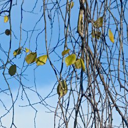 Letzte gelbe Herbstblätter an sonst kahlen Ästen vor blauem Himmel
