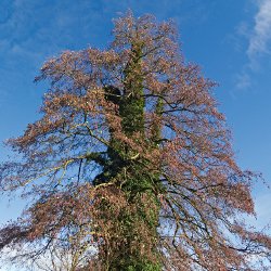 Baum in Efeu gekleidet vor blauem Himmel