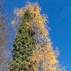 Efeubedeckte Lärche vor blauem Himmel