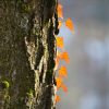 Efeu am Baum leuchtet orange im Sonnenlicht