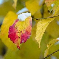 Schnee auf Herbstblatt