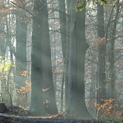 Sonnenstrahlen im Herbstwald