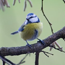 Blaumeise auf einem Erlenast