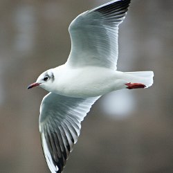 Lachmöwe im Flug