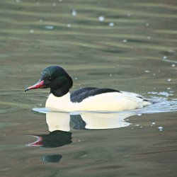 Männlicher Gänsesäger im See schwimmend