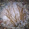 Baum in der Pfütze gespiegelt