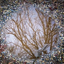 Baum spiegelt sich in einer Pfütze