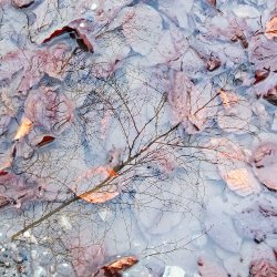 Spiegelung Baum und Blätter in Pfütze