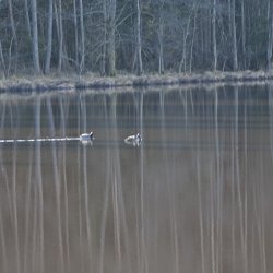 Baumstämme im See gespiegelt