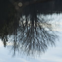 Baum im See gespiegelt