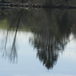 Bäume im See gespiegelt