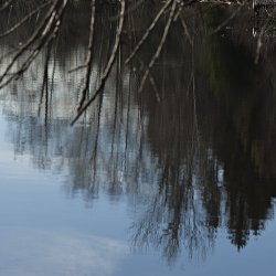 Bäume im See gespiegelt