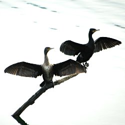 Zwei Kormorane mit ausgebreiteten Flügeln