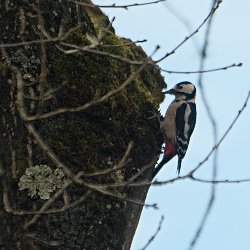 Buntspecht am Baum