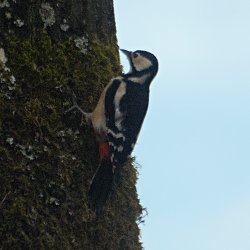 Buntspecht am Baum