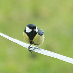 Kohlmeise auf Weidezaun