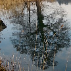 Baum spiegelt sich im Wasser