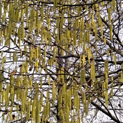 Hasel in voller Blüte