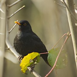 Amsel Männchen auf Ast